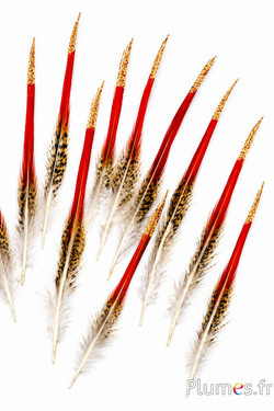 Fagiano dorato coda lustrini rame - 12-16 cm - rosso naturale